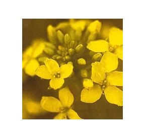 Moutarde/Mustard élixir