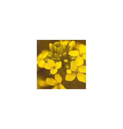 Moutarde/Mustard élixir