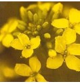 Moutarde/Mustard*