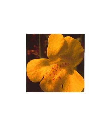 Muscade/Mimulus*