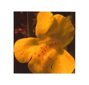 Muscade/Mimulus élixir