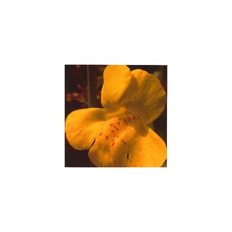 Muscade/Mimulus*