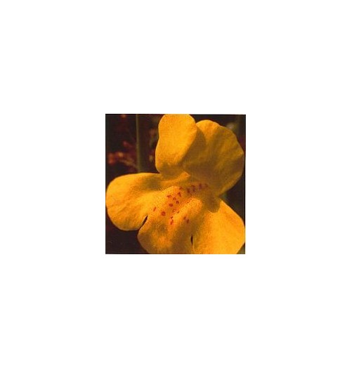 Muscade/Mimulus élixir