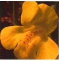 Muscade/Mimulus* Muscade/Mimulus*