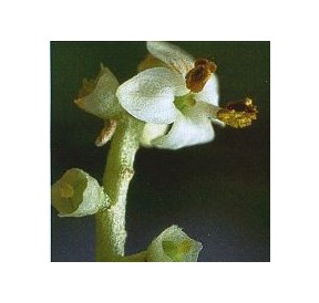 Olivier/Olive élixir