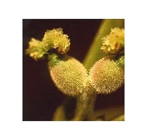 Noyer/Walnut élixir