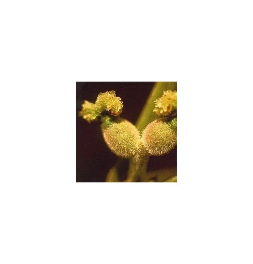 Noyer/Walnut élixir