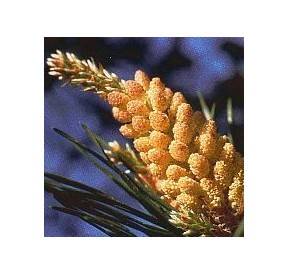 Pin sylvestre/Pine élixir