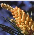 Pin sylvestre/Pine*