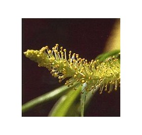 Saule/Willow élixir