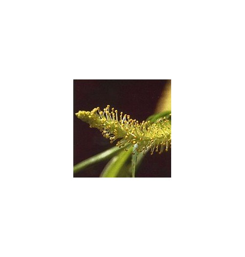 Saule/Willow élixir