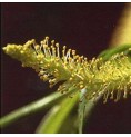 Saule/Willow*