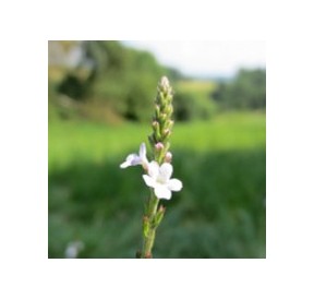 Verveine/Vervain élixir