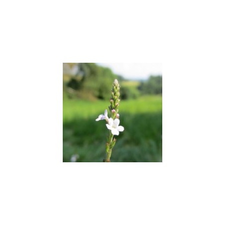 Verveine/Vervain*