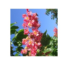 Marronnier Rouge/Red Chestnut élixir