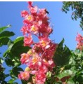 Marronnier Rouge/Red Chestnut*