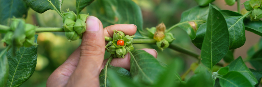 Ashwagandha : la plante des guerriers au service des étudiants