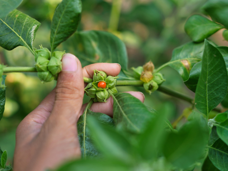 Ashwagandha : la plante des guerriers au service des étudiants
