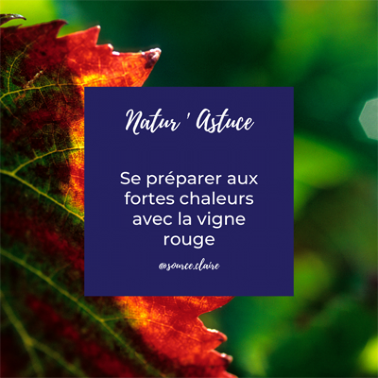 Se préparer aux fortes chaleurs avec la vigne rouge