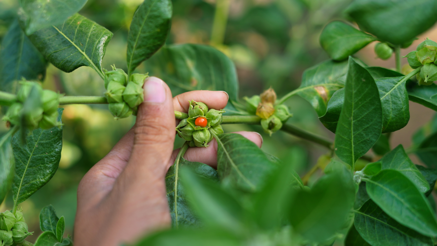 Ashwagandha : la plante des guerriers au service des étudiants