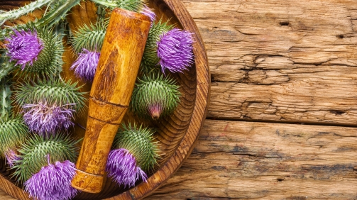 Et si votre foie avait besoin d’un reset ? Les bienfaits du Chardon-Marie.